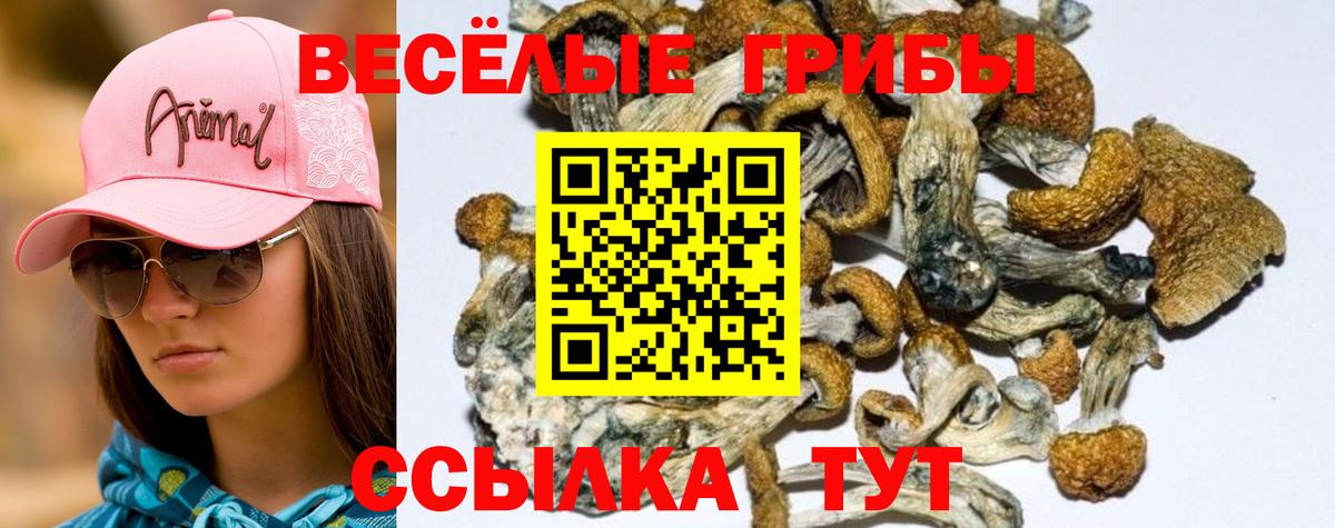 Галлюциногенные грибы Psilocybine cubensis  Нижнекамск  Галлюциногенные грибы Cubensis 